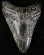 Bargain Megalodon Tooth - South Carolina #20791-1